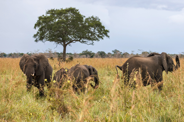 From Zanzibar: 2-Day Selous Safari with Flights & Lodge Stay 2-Day Selous Safari - Without Transfer
