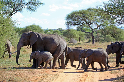 Vanuit Zanzibar: Selous G.R. safari met overnachting en vluchtengedeelde safari