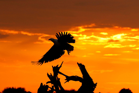 Birdwatching Safari - Chobe River (with Expert Guide)
