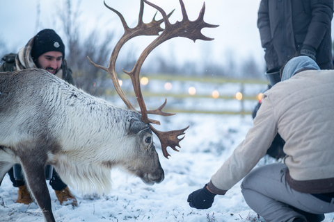 Tromsø: Royal Reindeer at Sami Camp | Feeding & Stories English Guide