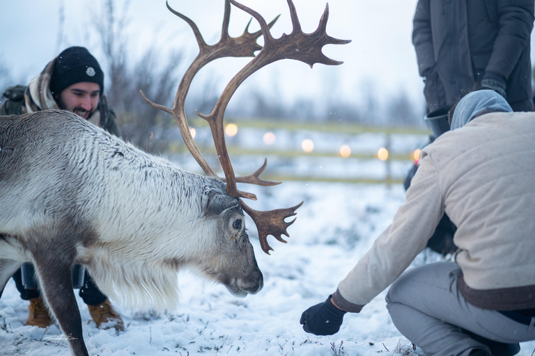 Tromsø: Royal Reindeer at Sami Camp | Feeding & Stories English Guide