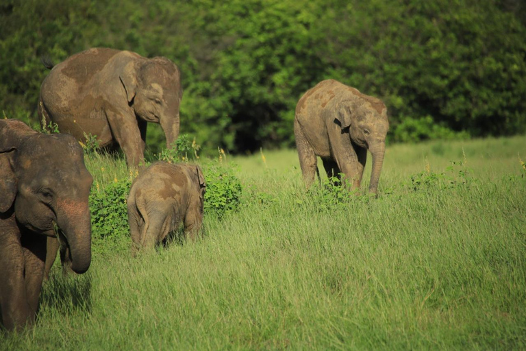 From Sigiriya: Minneriya National Park Private Jeep Safari Hurulu Eco Park Safari From Sigiriya Eco Jeep Adventure