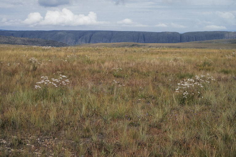 From São Paulo: 5-Day Serra da Canastra Wildlife Safari