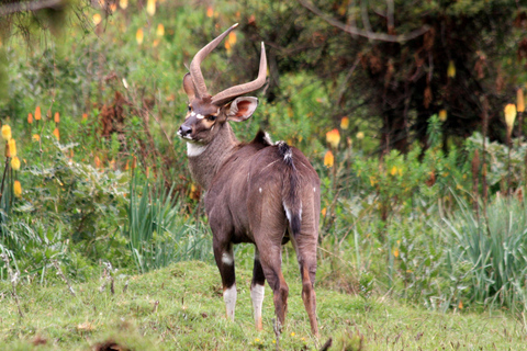 3-tägige Tour zum Bale Mountains Nationalpark mit Besuch in Addis Abeba