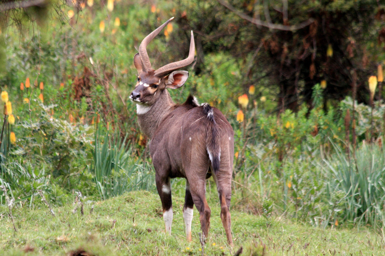 3-tägige Tour zum Bale Mountains Nationalpark mit Besuch in Addis Abeba