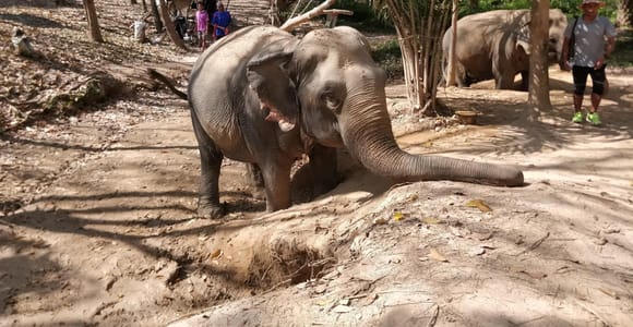 Krabi: Elephant Care House Guided Tour with Hotel Transfers