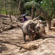 Krabi: Elephant Care House Guided Tour with Hotel Transfers Krabi: Elephant Care House Guided Tour with Hotel Transfers