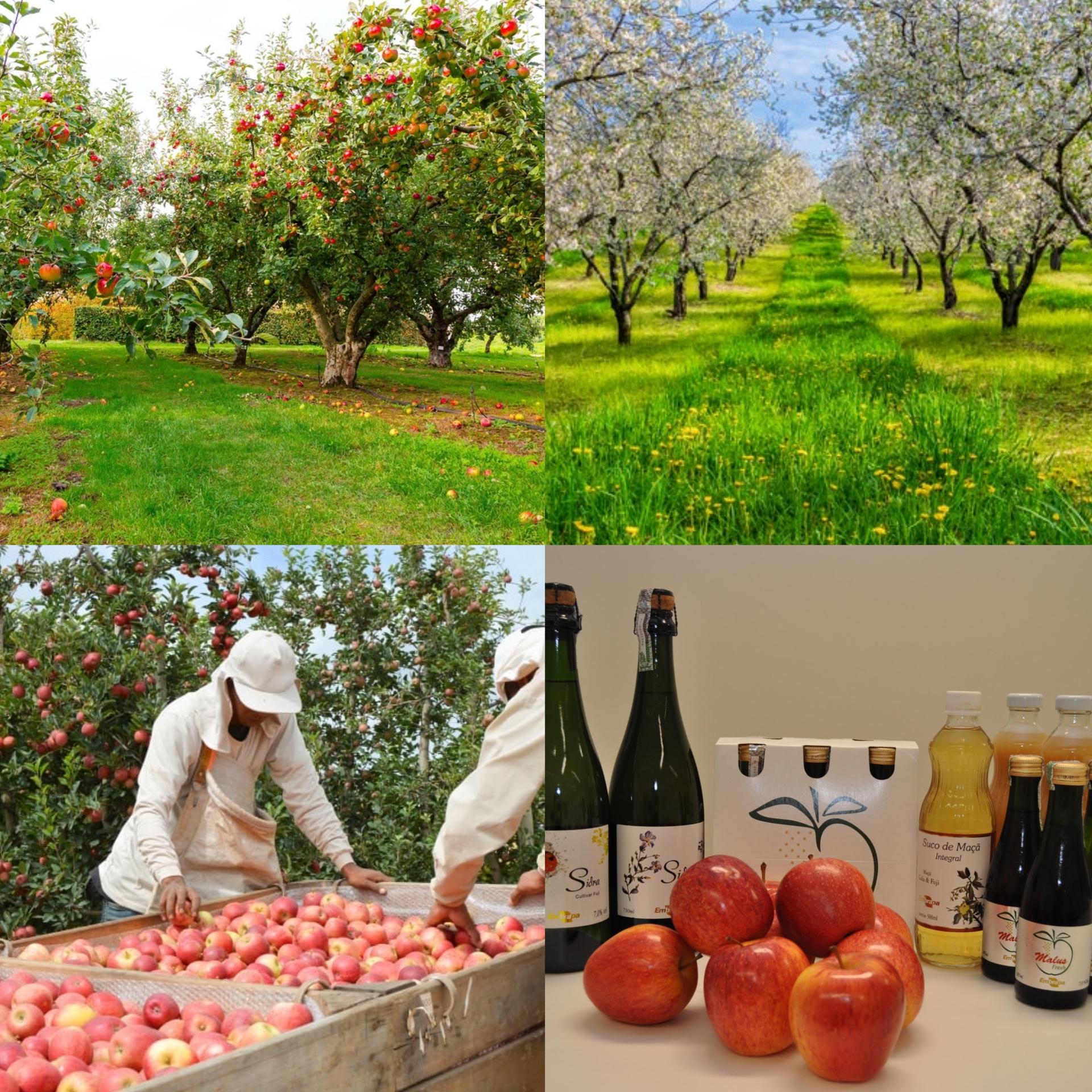Armamar: Apfelgarten-Tour mit Mittagessen und Verkostungen