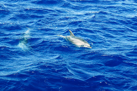 Mallorca: Cruzeiro para observação de golfinhosPaguera: Encontro na Playa Tora