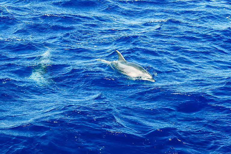 Mallorca: Dolfijn cruisePaguera: Verzamelen bij Playa Tora