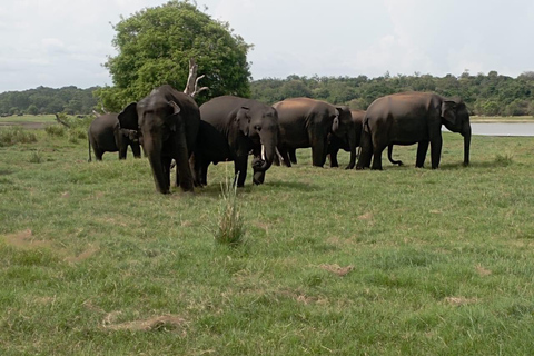 Vanuit Kandy: Sigiriya dagtour met olifantensafari(groep)