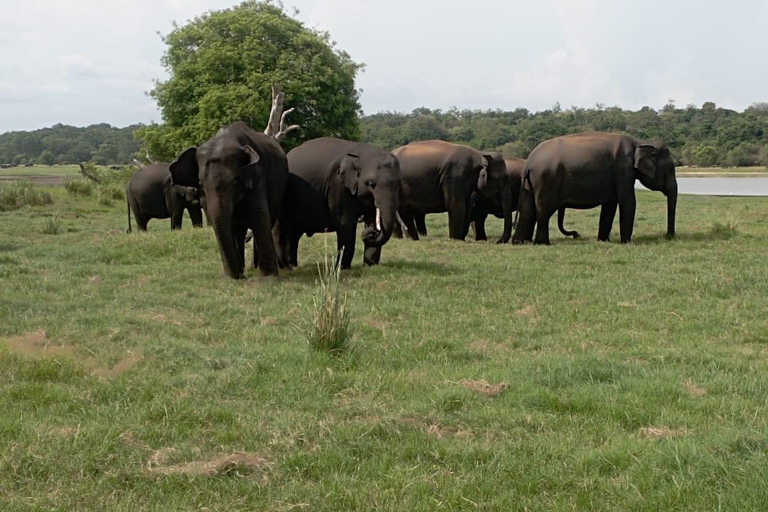 Von Kandy aus: Sigiriya Tagestour mit Elefanten-Safari (Gruppe)