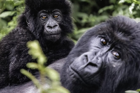 Kigali: 2-Day Gorilla Trekking, Lake Kivu Boat Cruise Tour