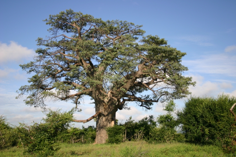Les chutes Vicoria : Safari Baobab et visite à pied de la ville de Vic Falls