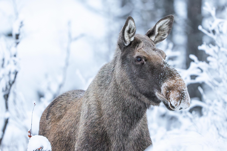 Explore the Norwegian Fjords and the Wildlife from Abisko.