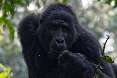 Tour di 1 giorno di trekking con i gorilla a Bwindi da Kigali