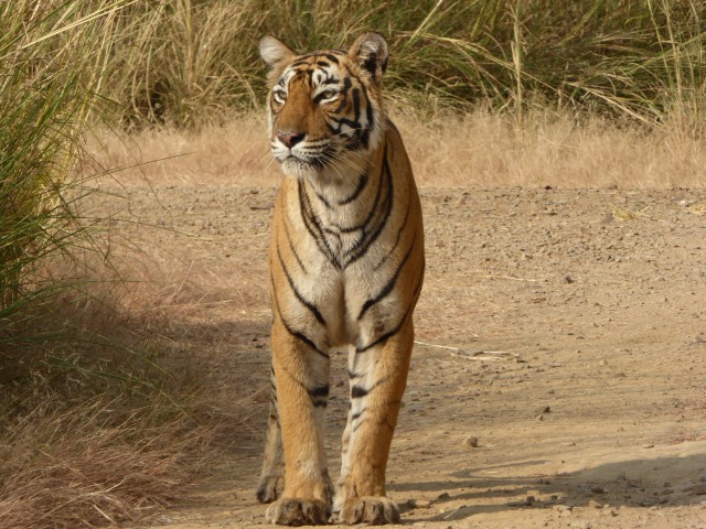 Visit Wildlife Watching Experience In Ranthambore National Park in Sawai Madhopur, Rajasthan