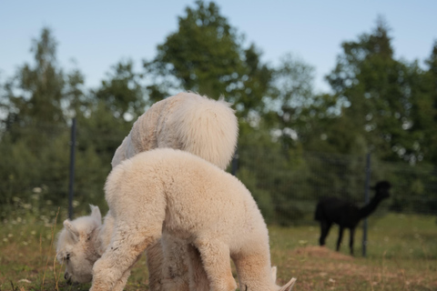 Vilnius-Trakai: Private Alpaca Farm Tour