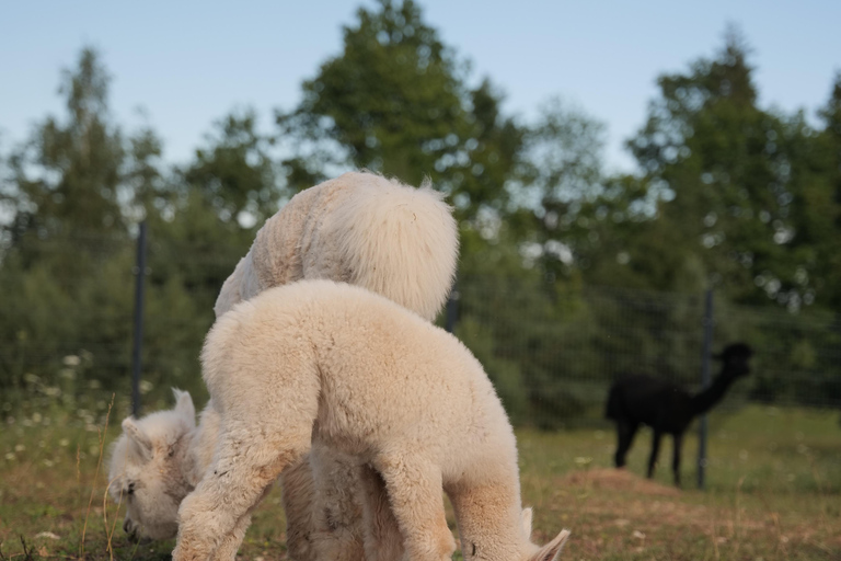 Vilnius-Trakai: Private Alpaca Farm Tour