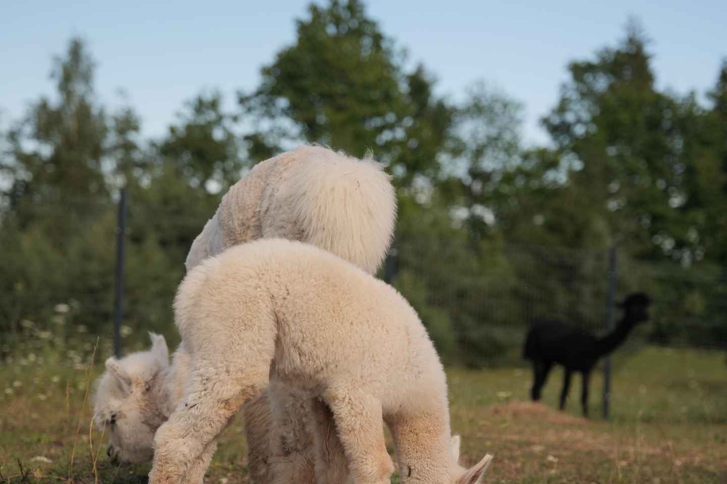 Vilnius-Trakai: Private Alpaca Farm Tour