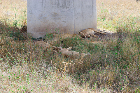 Nairobi National Park