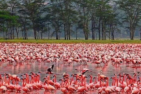 Da Nairobi: escursione al Parco Nazionale del Lago NakuruEscursione al Parco Nazionale del Lago Nakuru senza biglietto d&#039;ingresso