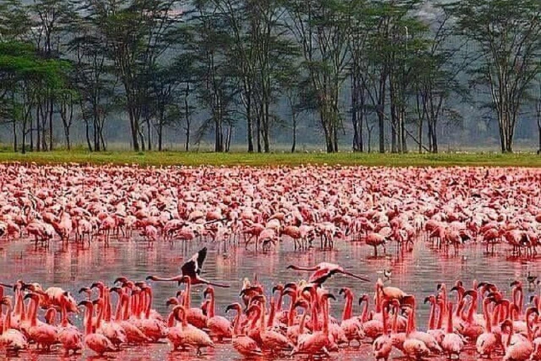 Da Nairobi: escursione al Parco Nazionale del Lago NakuruEscursione al Parco Nazionale del Lago Nakuru senza biglietto d&#039;ingresso