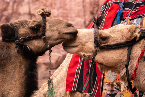 Depuis Amman : excursion privée de 2 jours à Pétra, Wadi Rum et la mer MorteTransport et hébergement