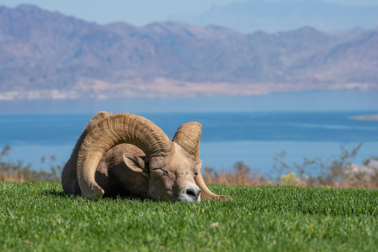 Depuis Las Vegas : la faune du lac Mead et les sept montagnes magiques