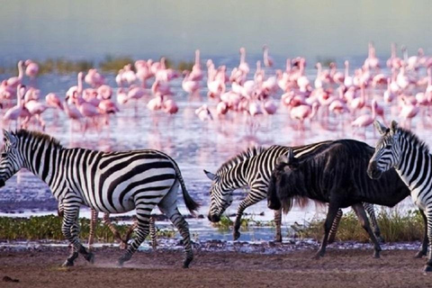 Viagem de 1 dia ao Lago Nakuru saindo de Nairóbi