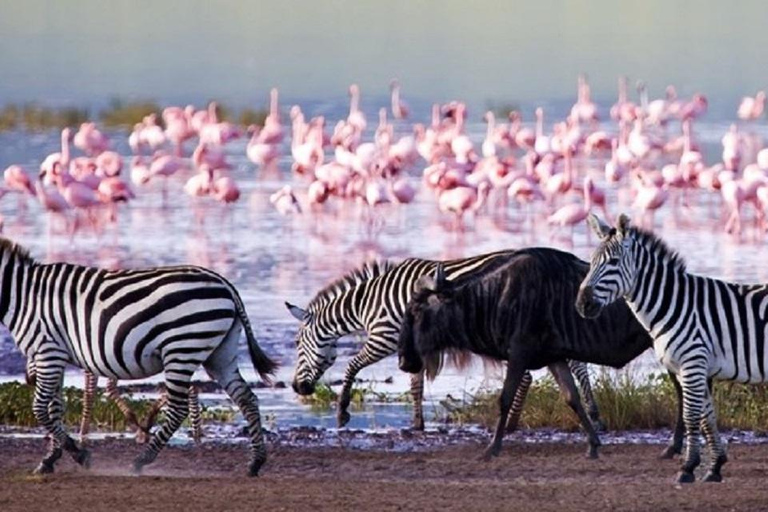 Viagem de 1 dia ao Lago Nakuru saindo de Nairóbi