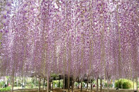 From Tokyo: Ashikaga Flower Park and Hitachi Park Tour