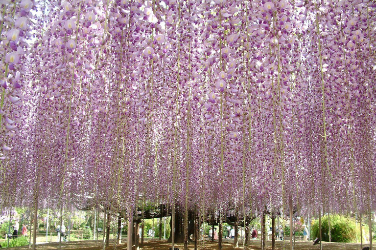 From Tokyo: Ashikaga Flower Park and Hitachi Park Tour