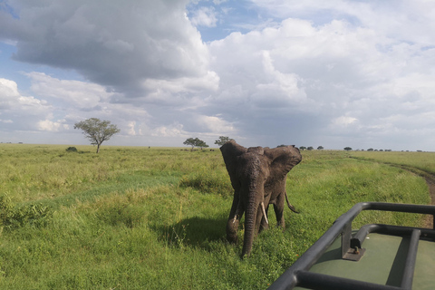 5 dni, safari w TanzaniiWycieczka po mieście Arusza.