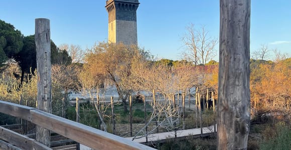 Besuche die Camargue und den Leuchtturm Espiguette von Montpellier aus