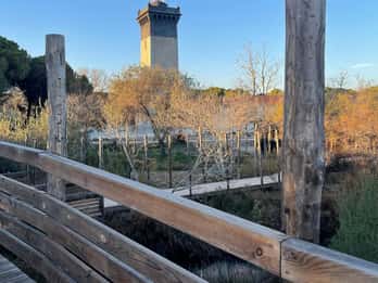 Visite de la Camargue et du phare de l'Espiguette depuis Montpellier