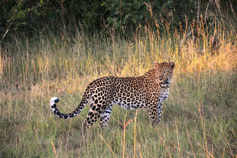 Wilpattu National Park: Half-Day Safari with Meals & Pickup Evening Safari with Meals (From Wilpattu Area)