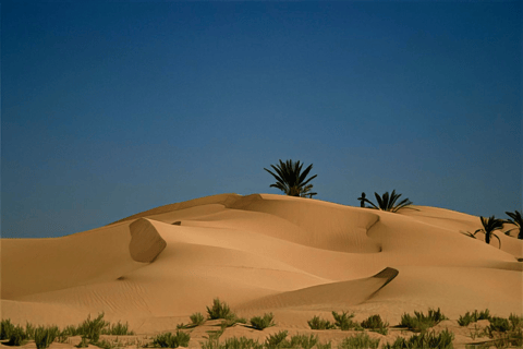 From Tunis, Hammamet, Sousse: Sahara Camping Sunset & oasis From Hammamet