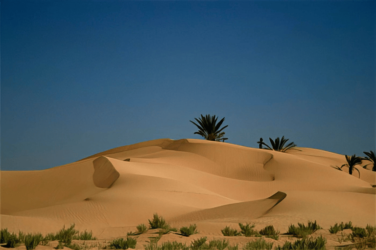 From Tunis, Hammamet, Sousse: Sahara Camping Sunset & oasis From Hammamet