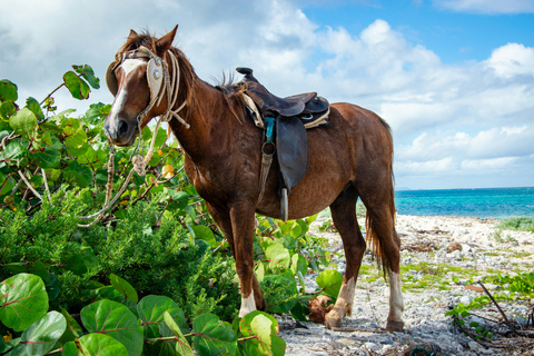Barbados: Beginner-Friendly Forest Horseback Tour