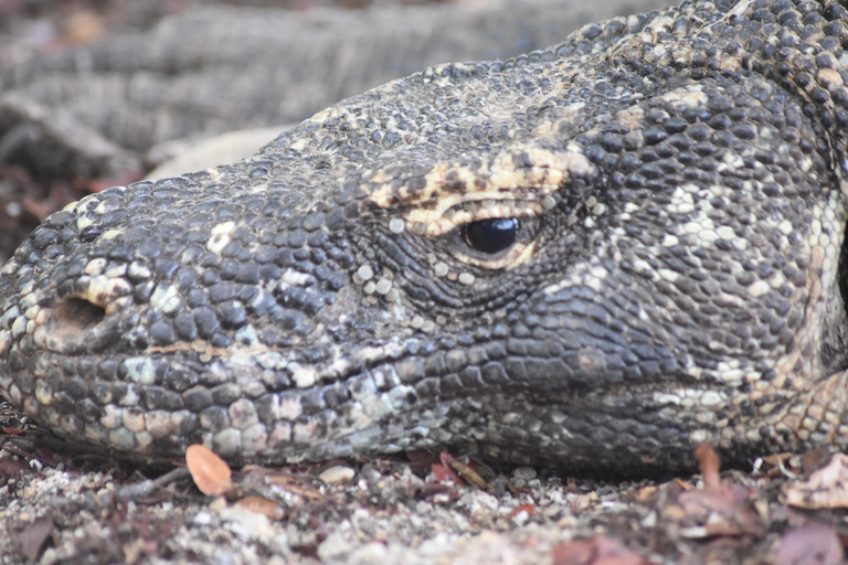 Wycieczka dzielona Komodo 3 dni/2 noce