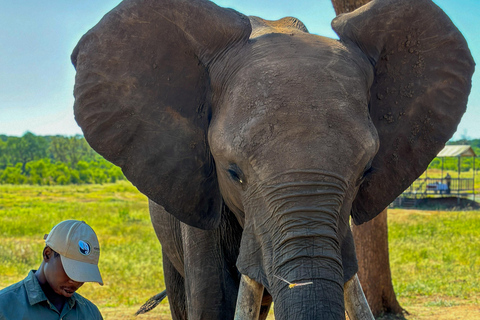 Victoriafallen: Elecrew genom en elefants ögon