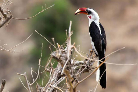 Safari Serenity: Utforska Tarangire nationalpark på en dag