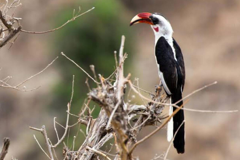 Safari Serenity: Utforska Tarangire nationalpark på en dag