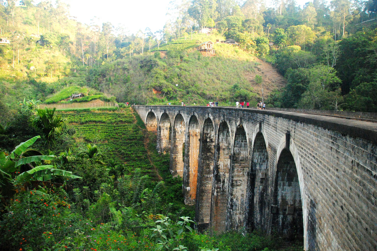 Excursão de um dia a Ella: com visita à fábrica de chá a partir de Galle