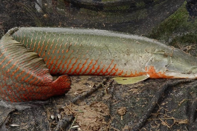 Iquitos | 2 dagar i Amazonas, världens naturliga underverk