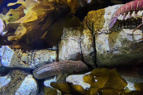 Tour privato Monterey, Acquario, 17 miglia di strada, Carmel