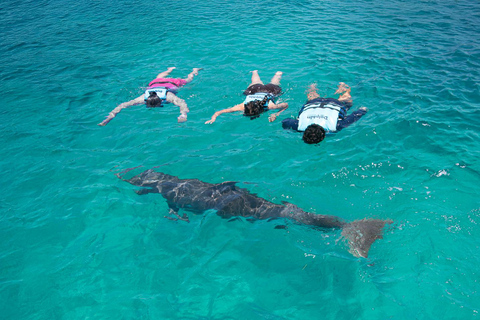 Cancun: dolfijnen en Garrafon Reef Park met buffet