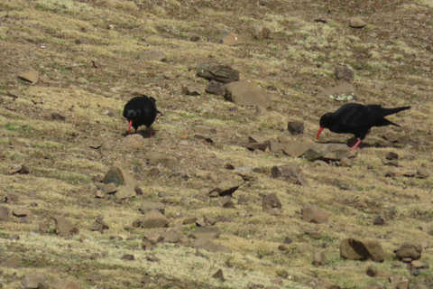 Addis Ababa: 8-Day Bale Mountains Birdwatching Tour