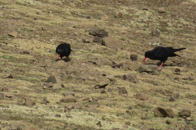 Addis Ababa: 8-Day Bale Mountains Birdwatching Tour